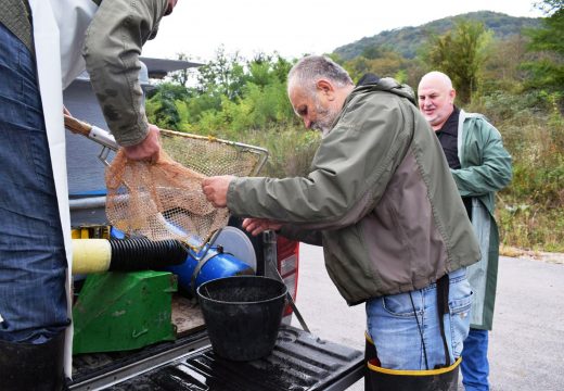 U Drinu ispušteno 12.000 komada mlađu potočne pastrmke