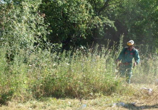 U Bijeljini počinje uništavanje ambrozije