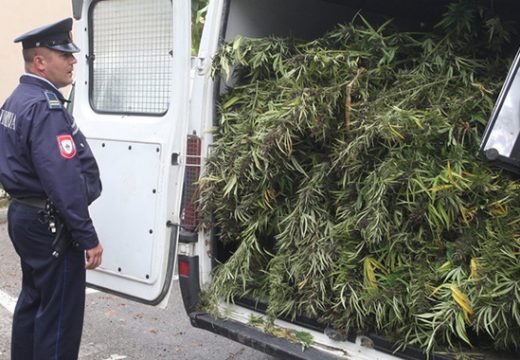 U pretresu auta našli par stabljika marihuane, a onda otkrili plantažu droge