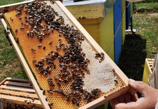 Pčelari opet ostali kratkih rukava