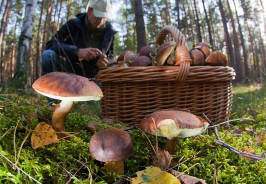 Slučaj trovanja gljivama u Srbiji upalio alarm i u Srpskoj