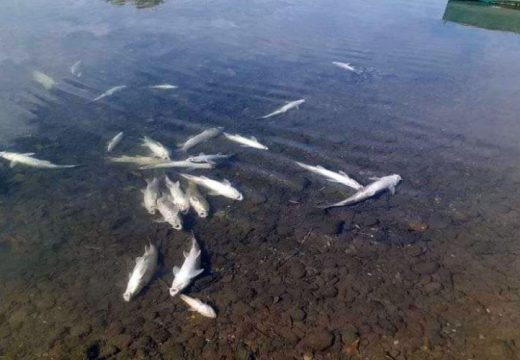 Inspekcija traži krivca za pomor ribe u Drini