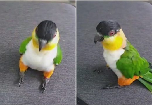 Plešući papagaj oduševio planetu (VIDEO)