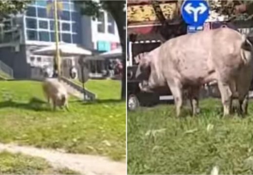 Svinja šetala ulicama, ljudi je pokušavali uhvatiti (Video)