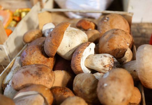 Čak i šampinjoni, u koje najviše “vjerujemo”, mogu biti opasni