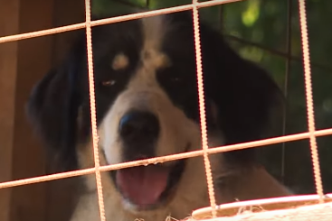 Na izložbi u Češkoj pas iz BiH osvojio nagradu za najljepšeg na svijetu (VIDEO)