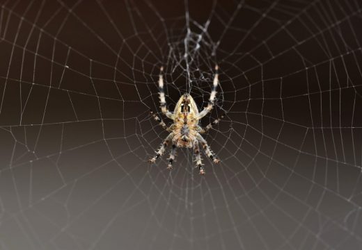 Da li treba da ubijamo pauke u svom domu?
