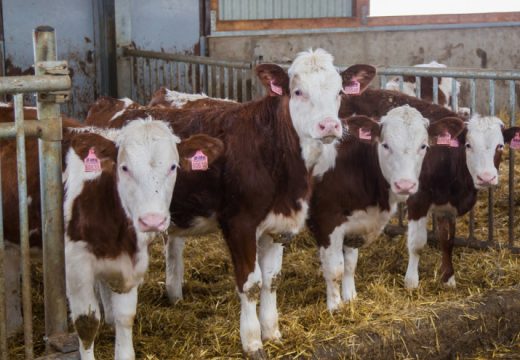 Farmeri proizvodnju mlijeka zamjenjuju uzgojem tovne junadi