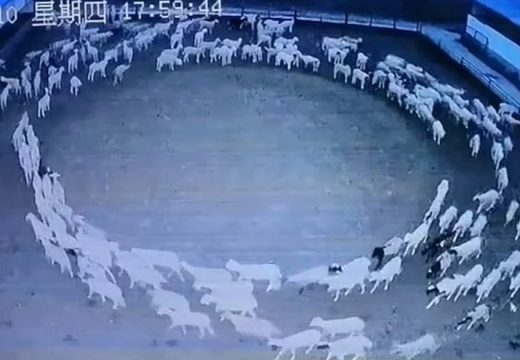 Zbunjujući snimak prikazuje kako se stado ovaca kreće u krug već danima u kontinuitetu