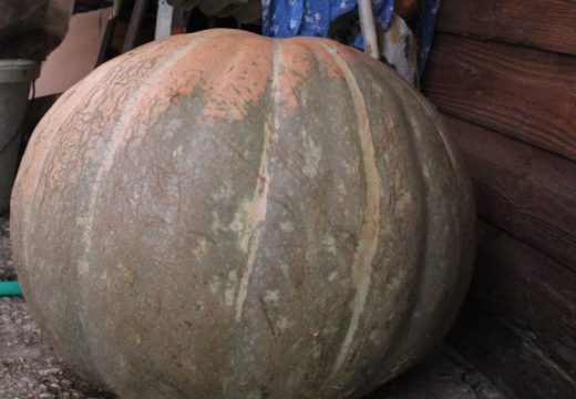 Hercegovci uzgojili tikvu rekorderku: Teška oko 60 kila