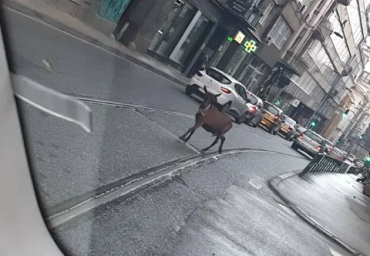 Vozači, oprez: Koza snimljena u centru Sarajeva