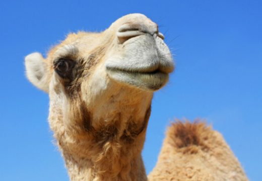 Svjetsko prvenstvo u fudbalu i životinje: Izbor za mis kamila u Kataru