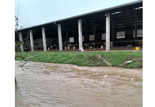 Voda ugrozila farme goveda