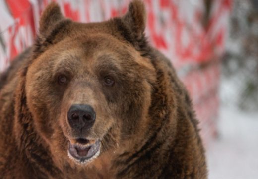 “Najtužniji medvjed” Marko oslobođen nakon više od 20 godina zatočeništva (FOTO)