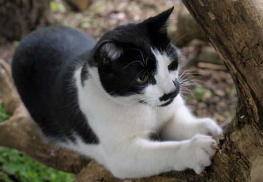 Par pronašao mačku koja je nestala prije 10 godina: “Božićno čudo”
