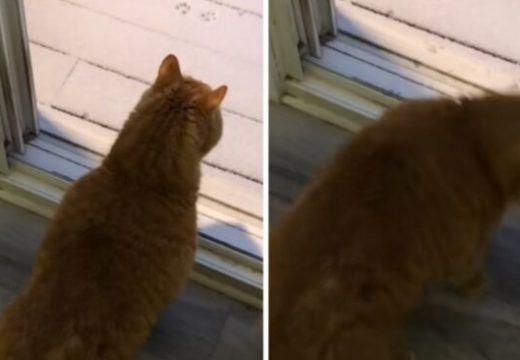 „IPAK NE!“ Vlasnica objavila simpatičnu reakciju svog mačka kad je vidio prvi snijeg (VIDEO)