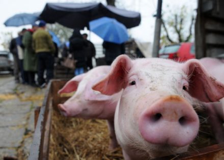Domaći stočni fond desetkovan, EU stopira izvoz svinjetine u BiH