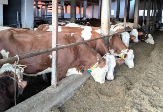 Roboti nadoknađuju radnu snagu u štali