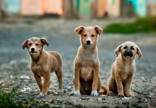 Veći broj pasa na ulicama :Pojačana kontrola bijeljinske veterinarske inspekcije
