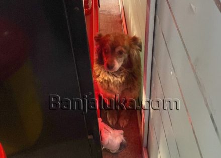 Banjaluka: Pas uletio na pumpu, odveli ga u smještaj, ali tu priča tek počinje (Foto/Video)