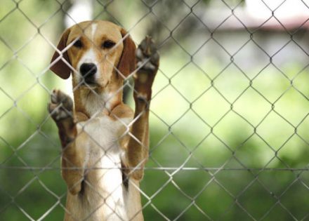 Osam prekršajnih naloga za nesavjesne vlasnike pasa u Banjaluci