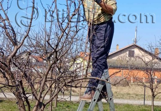 Orezivači voća i kalemari su majstori svog zanata