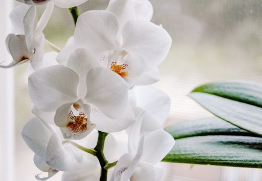 Kako oporaviti trule i požutjele orhideje