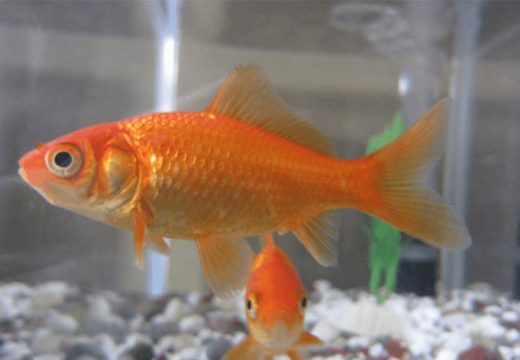 Kako su nastale zlatne ribice