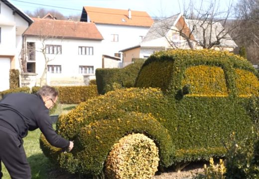 Nakon 12 godina napornog šišanja napravio “folciku” od šimšira