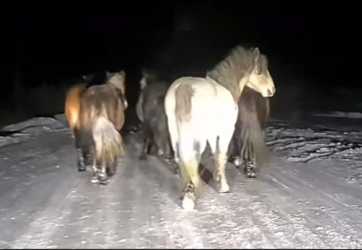 Šta ih privlači na zaleđenu cestu? Upozorenje vozačima da budu oprezni (VIDEO)