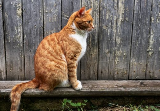 Ne voli viku, otporna na čini, obavezna u domaćinstvu :Mačka i vjerovanja