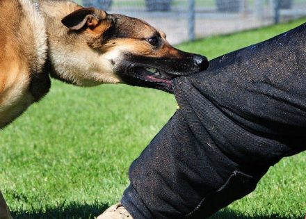 Pas je ugrizao za nogu: Kvalifikovano kao izazivanje opšte opasnosti