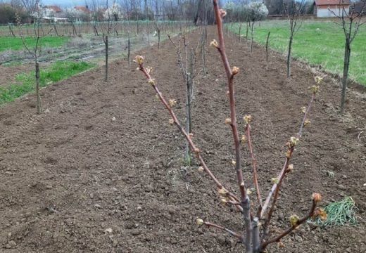 Kako izračunati broj voćki po hektaru za sadnju?