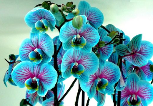 Kako da vam orhideja cvjeta cijele godine