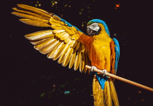 Svjedočenje papagaja o ubistvu poslalo ih na doživotnu robiju