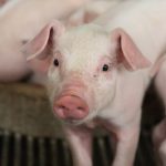 U susret nikad skupljim praznicima: Prasići opet poskupjeli, evo koliko košta kilogram žive vage
