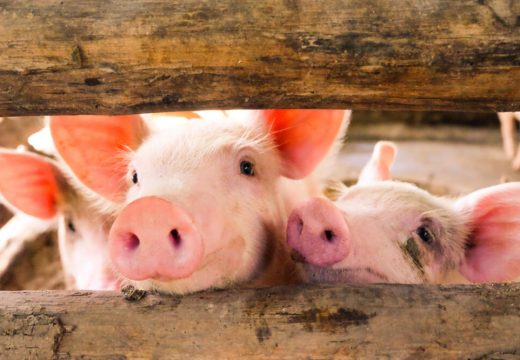 Na pomolu nestašica svinjetine :Ne očekuje se pojeftinjenje prasetine