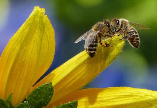 Minić na otvaranju Centra za pčelarstvo