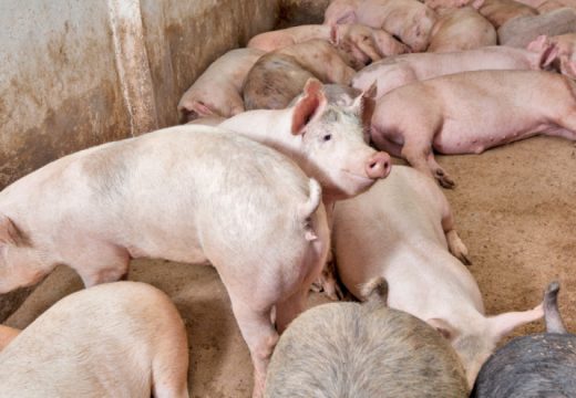 Ne miruje cijena jagnjadi, prasići sve skuplji, a građani na mukama