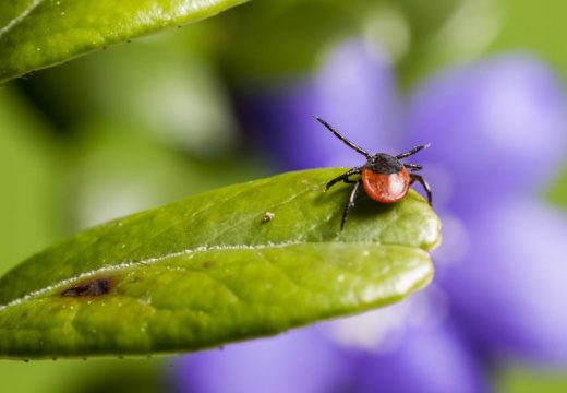 Počelo je proljeće, pripazite se krpelja: Broj slučajeva rijetkih bolesti koje prenose ovi insekti u porastu
