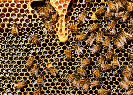 Evo šta uraditi ako vas ubode pčela, osa ili stršljen