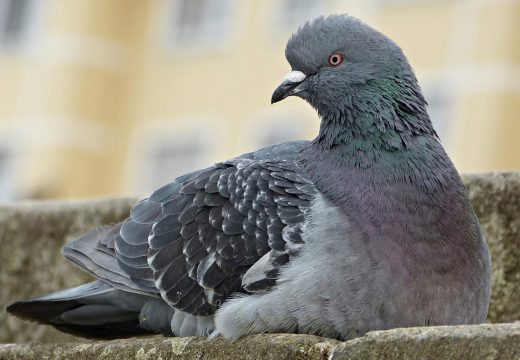 Prva ljudska žrtva od podsoja ptičijeg gripa