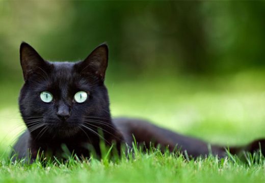Važe za nosioce loše sreće: Kakva je narav crnih mačaka