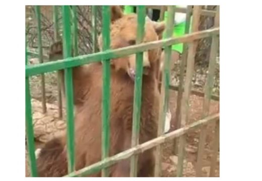 Ljubo više neće biti u kavezu: Crna Gora dobila rezervat za medvjeda