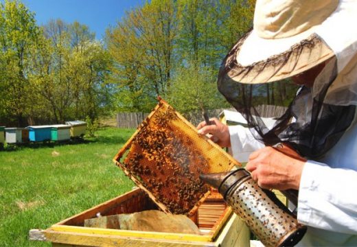 Ubio milione pčela: Prskao uljanu repicu i izazvao pomor