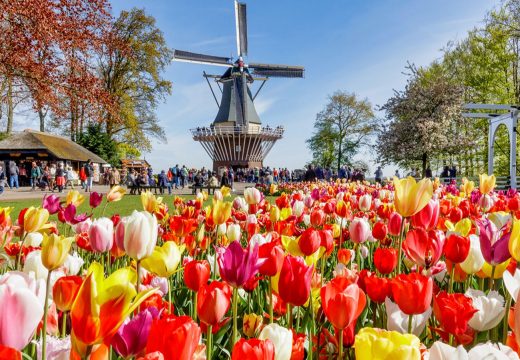 Otvorena najveća bašta tulipana