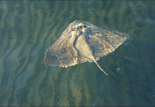 Pronašao jednu od najugroženijih riba u Jadranu (VIDEO)