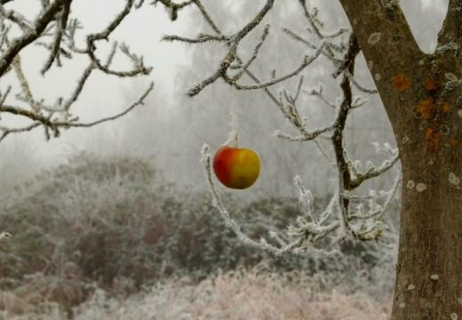 Kako sada zaštititi voćke od mraza?