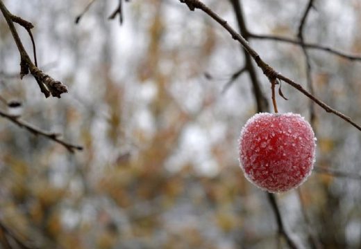 Narednih dana mraz, moguća šteta na voćnjacima