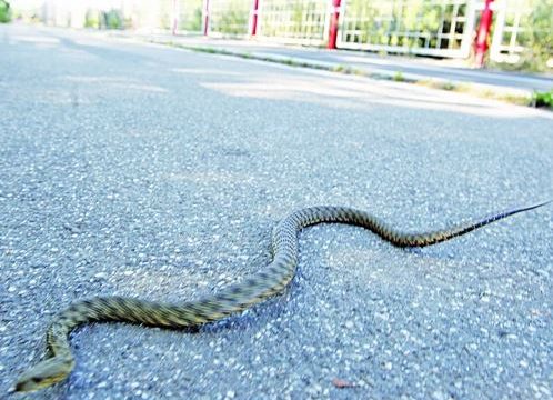 Zabilježen prvi slučaj ugriza zmije ove godine